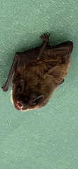 Nycticeius humeralis