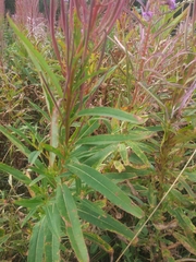 Chamaenerion angustifolium