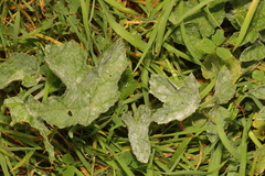 Heracleum sphondylium