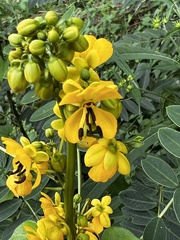 Senna marilandica