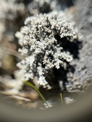 Stereocaulon