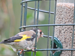 Carduelis carduelis