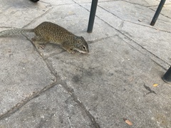 Poliocitellus franklinii