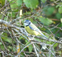 Cyanistes caeruleus
