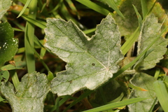 Erysiphe heraclei