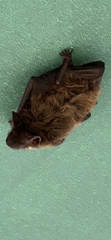 Nycticeius humeralis
