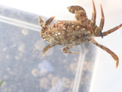 Carcinus maenas