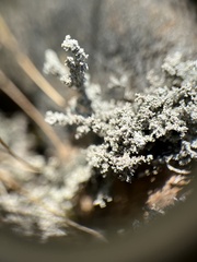 Stereocaulon