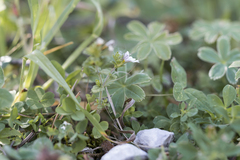 Euphrasia officinalis