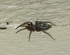 Herpyllus propinquus