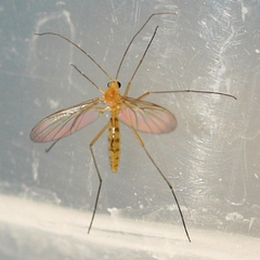 Macrocera