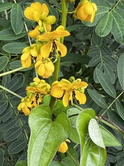 Senna marilandica