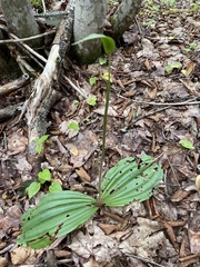 Cypripedium acaule