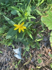 Helianthus strumosus