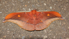 Antheraea formosana
