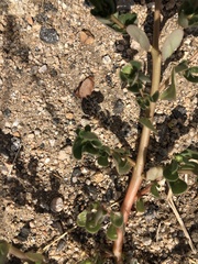 Portulaca oleracea