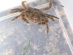Carcinus maenas