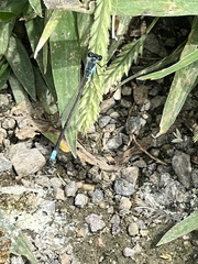 Ischnura damula