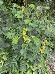 Senna marilandica