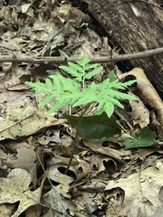 Sceptridium dissectum