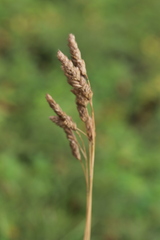 Phalaris arundinacea