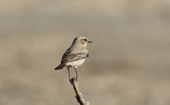 Oenanthe isabellina