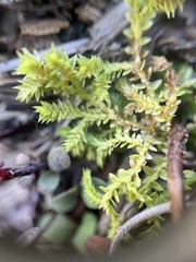 Selaginella eclipes