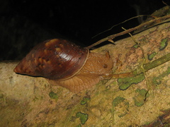 Plekocheilus floccosus
