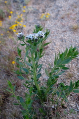 Amsonieae