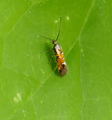 Neoheliodines arizonense