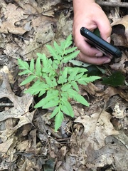 Sceptridium dissectum