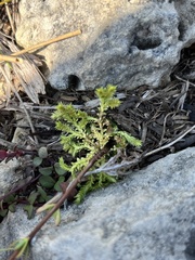 Selaginella eclipes