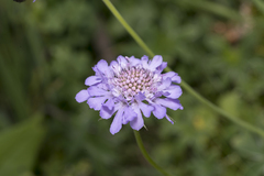 Scabiosa