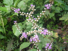 Cyrtocymura
