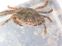 Carcinus maenas