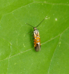 Neoheliodines arizonense