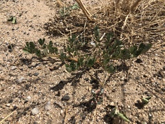 Portulaca oleracea