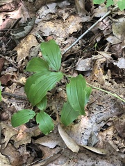 Maianthemum racemosum