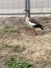 Alopochen aegyptiaca