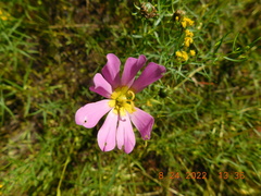 Sabatia kennedyana