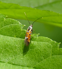 Neoheliodines arizonense