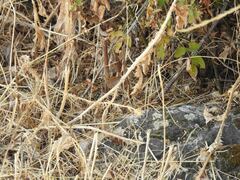 Pyronia cecilia