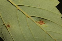Aceria pseudoplatani