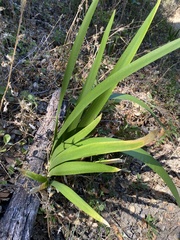 Iris foetidissima