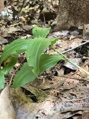 Maianthemum racemosum
