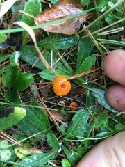 Hygrocybe minutula