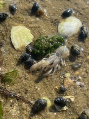 Upogebia affinis