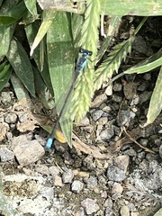 Ischnura damula
