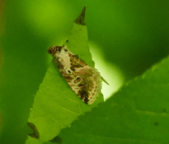 Maliattha synochitis