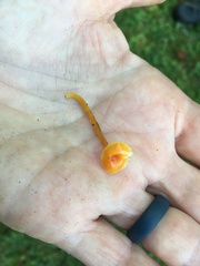 Hygrocybe minutula